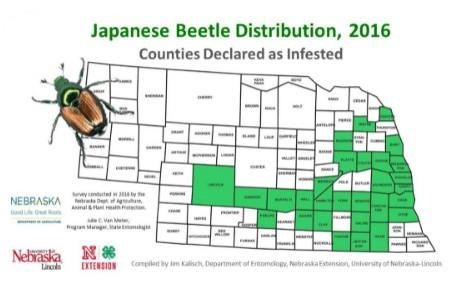 Japanese Beetles Emerging In Corn And Soybean